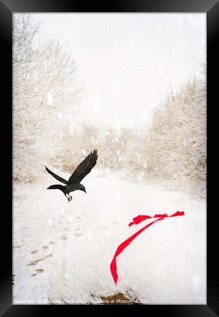 Jackdaw In Snow Framed Print by Amanda Elwell