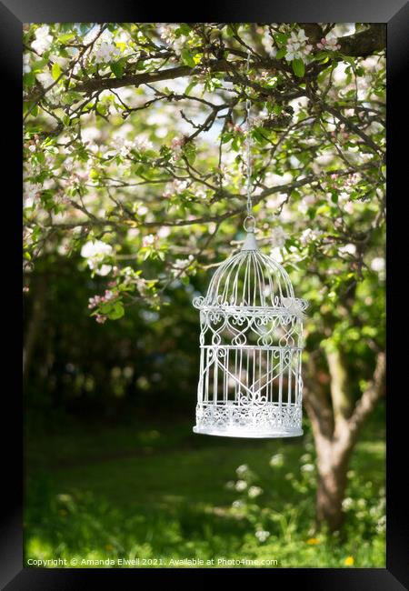 Birdcage In Blossom Framed Print by Amanda Elwell