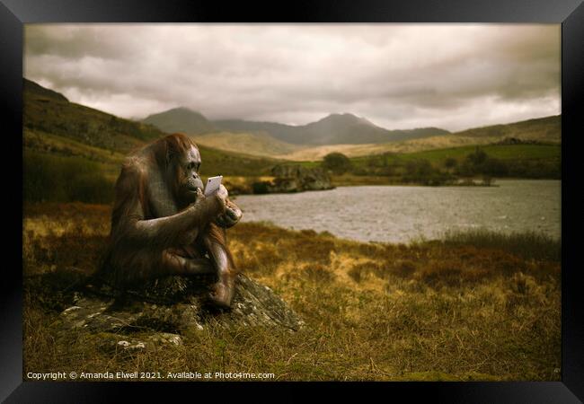 Orangutan With Smart Phone Framed Print by Amanda Elwell