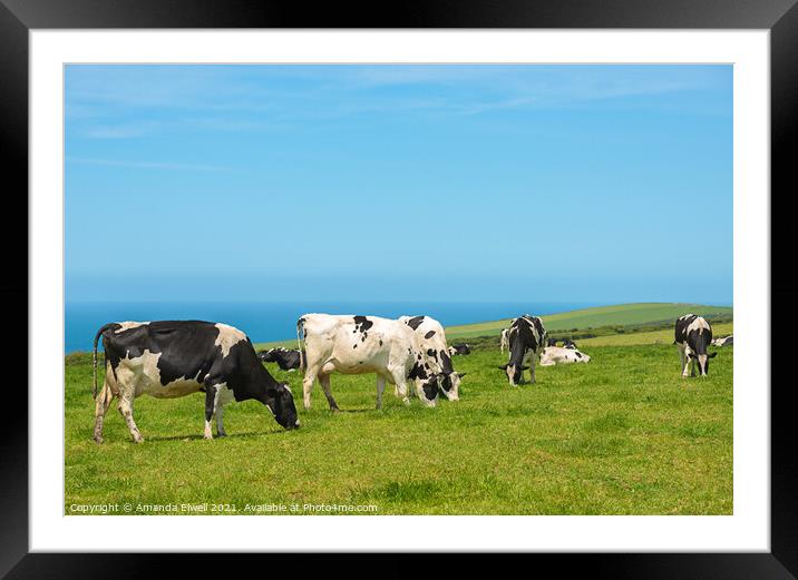 Grazing Dairy Cows Framed Mounted Print by Amanda Elwell