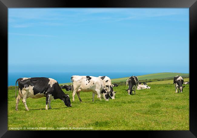 Grazing Dairy Cows Framed Print by Amanda Elwell