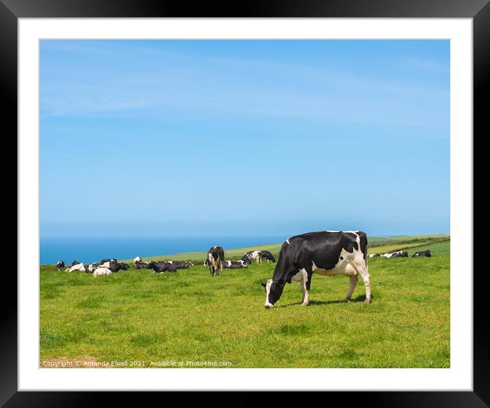 Grazing Cows Framed Mounted Print by Amanda Elwell