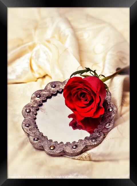Red Rose On Mirror Framed Print by Amanda Elwell
