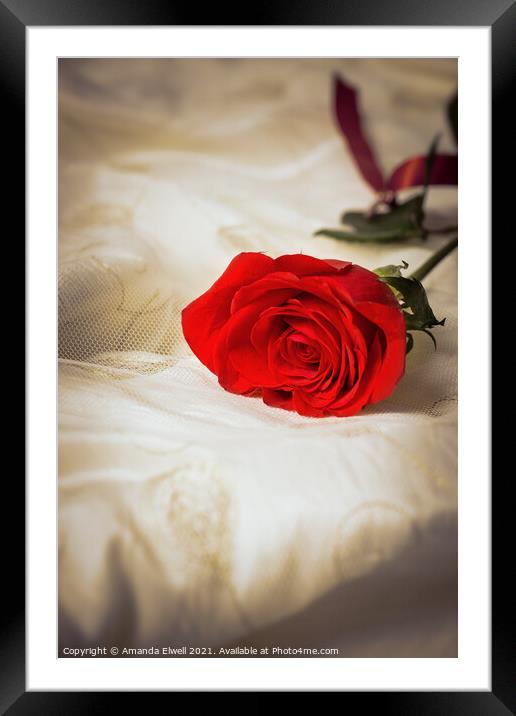 Single Red Rose Framed Mounted Print by Amanda Elwell