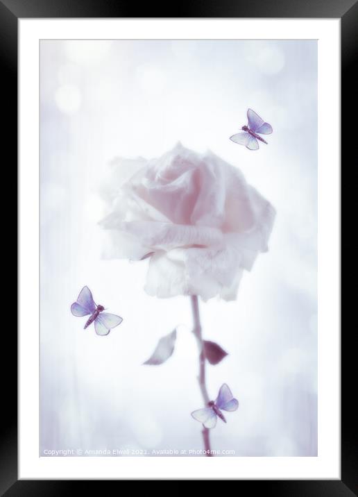 Rose With Butterflies Framed Mounted Print by Amanda Elwell