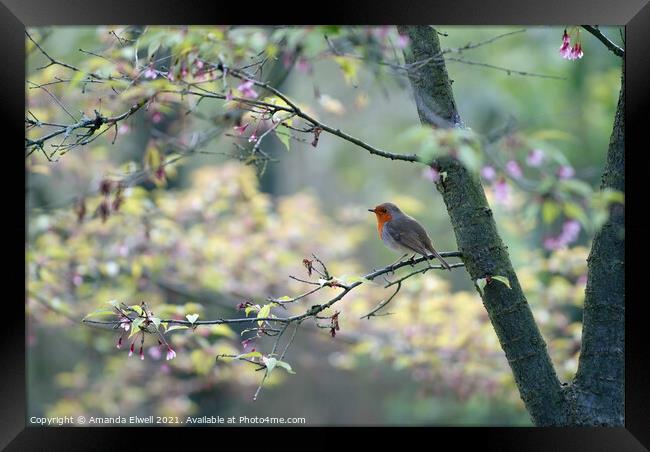 Springtime Robin Framed Print by Amanda Elwell