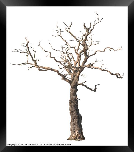 Dead Tree Framed Print by Amanda Elwell
