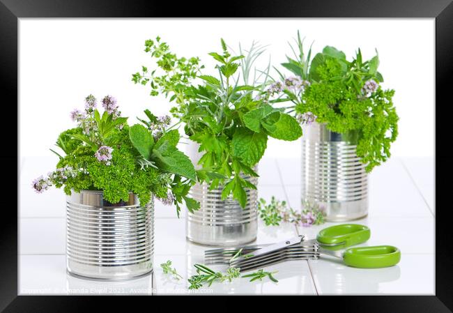 Fresh Herbs In Recycled Cans Framed Print by Amanda Elwell