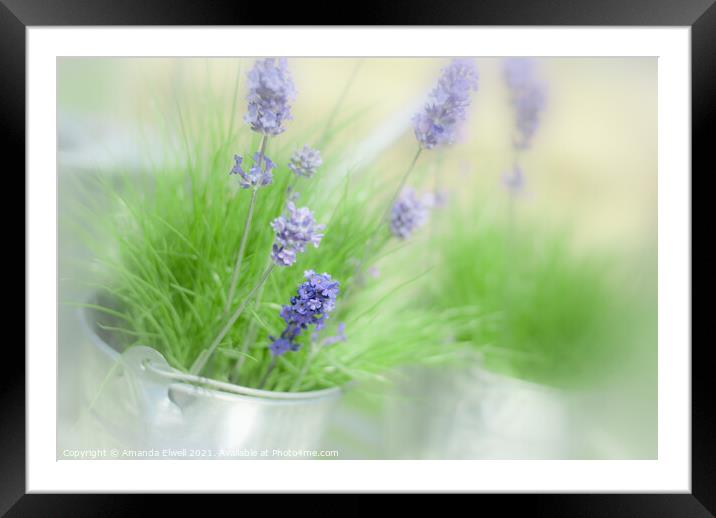 Lavender Sprigs Framed Mounted Print by Amanda Elwell