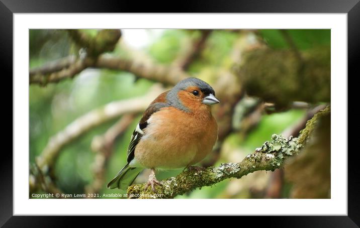 Chaffinch Framed Mounted Print by Ryan Lewis