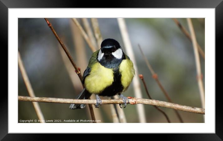 Great Tit Framed Mounted Print by Ryan Lewis