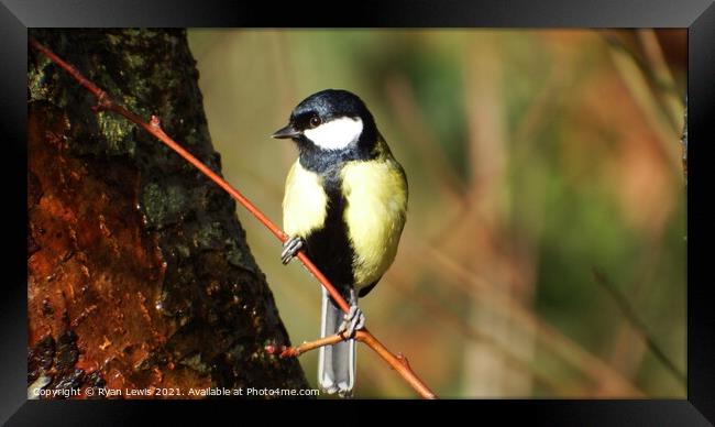 Great Tit Framed Print by Ryan Lewis