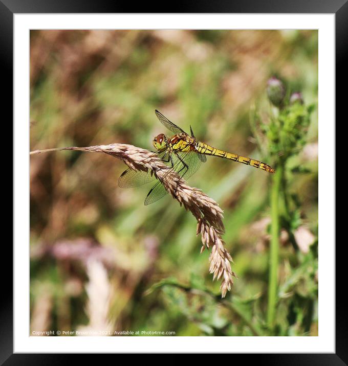 Dragonfly on wheat head Framed Mounted Print by Peter Brownlow