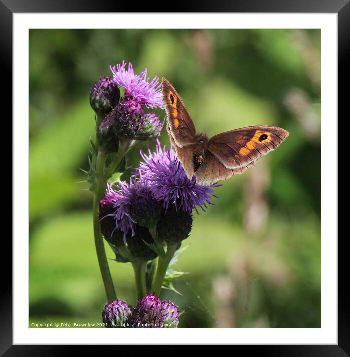 Meadow Brown butterfly on thistle Framed Mounted Print by Peter Brownlow