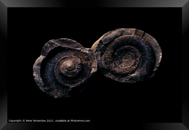 Ammonite fossil Framed Print by Peter Brownlow