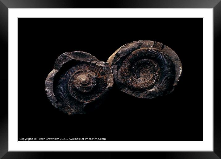Ammonite fossil Framed Mounted Print by Peter Brownlow