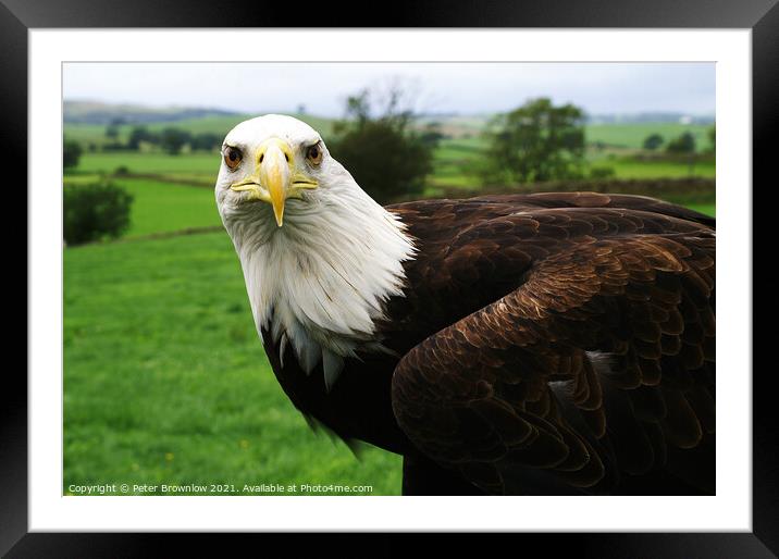 Rocky, an American Bald Eagle Framed Mounted Print by Peter Brownlow