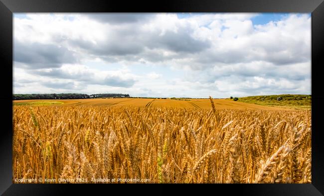 Cornfield Framed Print by Kevin Clayton