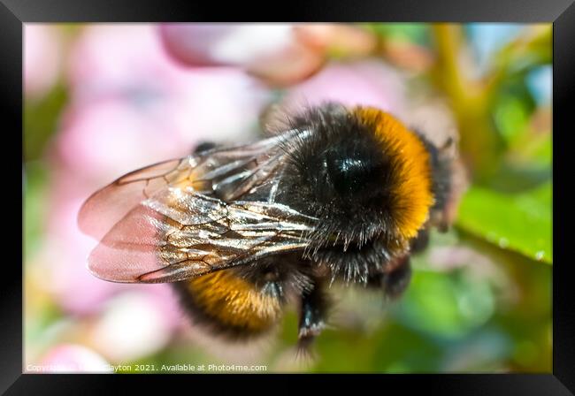 Bee Framed Print by Kevin Clayton