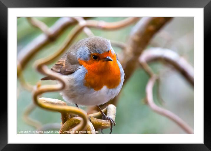 Robin Framed Mounted Print by Kevin Clayton