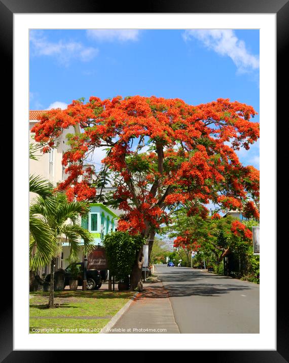 Flame tree in Mauritius Framed Mounted Print by Gerard Peka