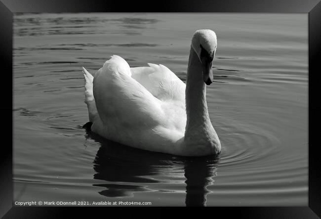 Swan in motion Framed Print by Mark ODonnell