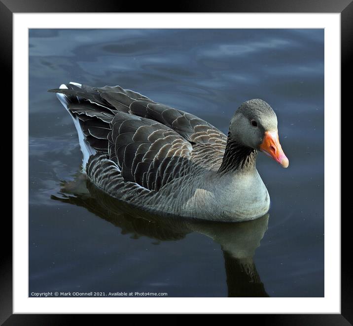 Grey Goose Framed Mounted Print by Mark ODonnell