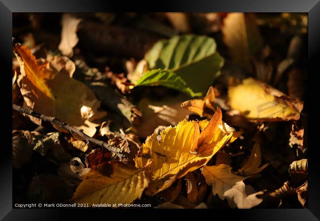 Autumn Leaf Framed Print by Mark ODonnell