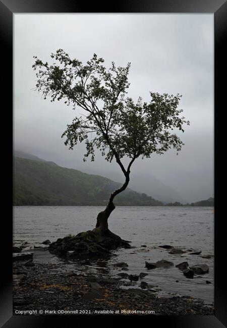 Lone Tree in Wales Framed Print by Mark ODonnell