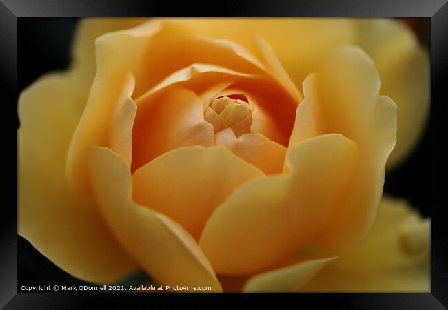Sweet Yellow Rose Framed Print by Mark ODonnell