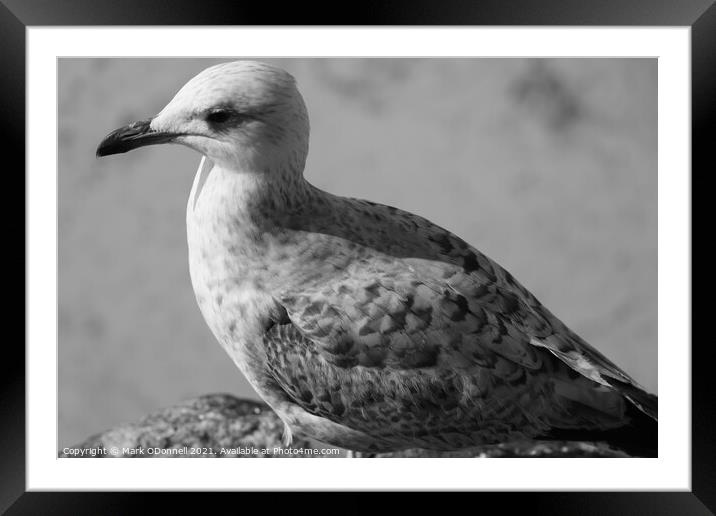 Seagull in St Ives harbour Framed Mounted Print by Mark ODonnell