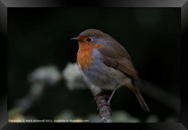 Animal bird Framed Print by Mark ODonnell