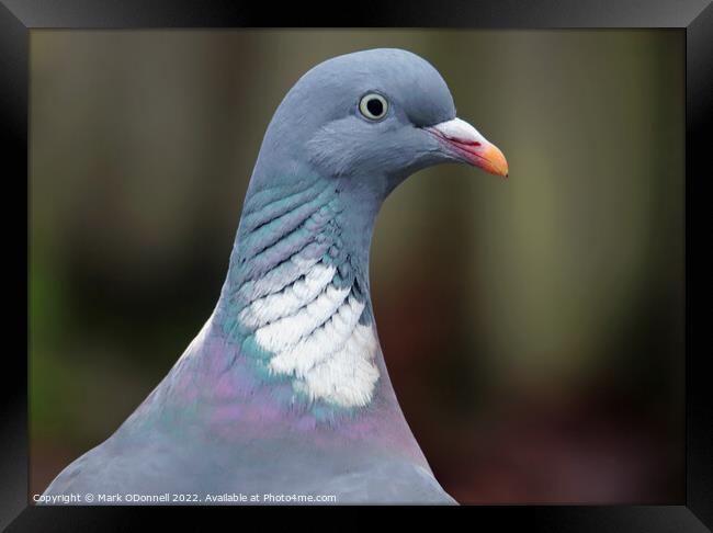 Pigeon Profile Framed Print by Mark ODonnell