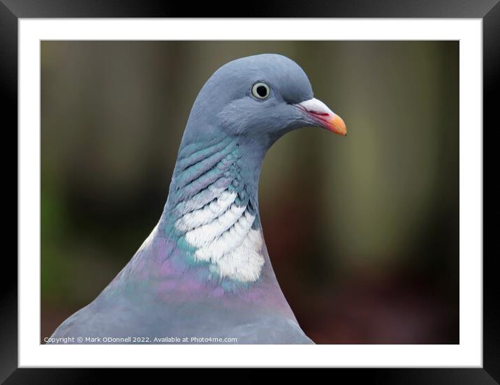 Pigeon Profile Framed Mounted Print by Mark ODonnell