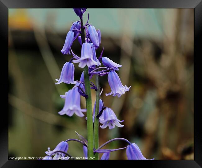 Bluebell 1 2023 Framed Print by Mark ODonnell