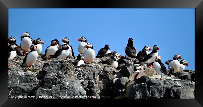 Puffin Rock Group Framed Print by Mark ODonnell