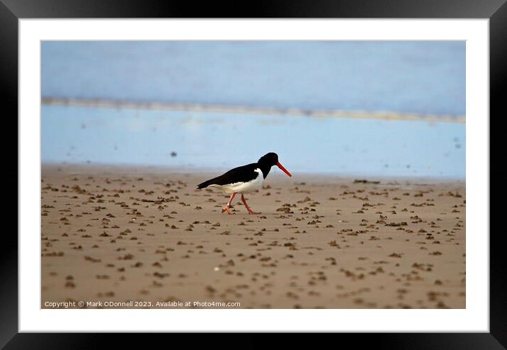 Sandpiper feeding on. beach Framed Mounted Print by Mark ODonnell