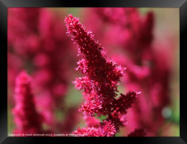 Astilbe Flower Framed Print by Mark ODonnell