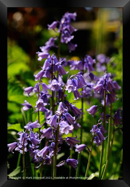 BlueBell Framed Print by Mark ODonnell