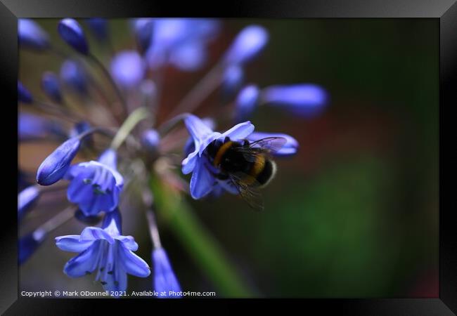 Bee and BlueBell Framed Print by Mark ODonnell