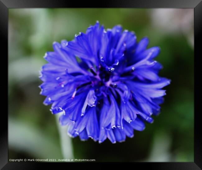 Blue Plant flower Framed Print by Mark ODonnell