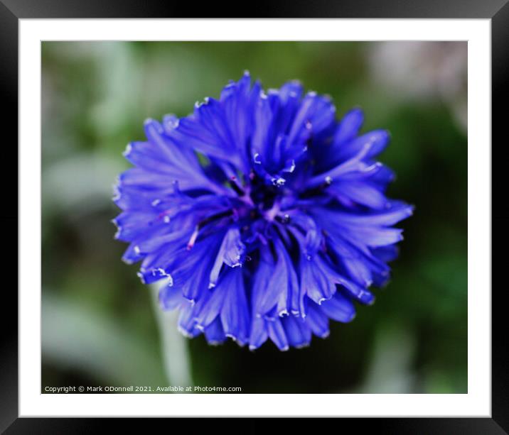 Blue Plant flower Framed Mounted Print by Mark ODonnell
