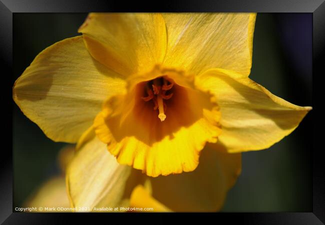 Daffodil  Framed Print by Mark ODonnell