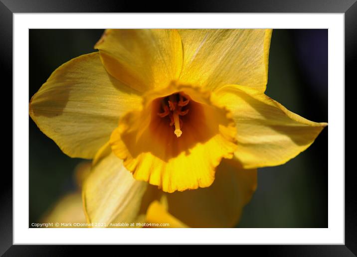 Daffodil  Framed Mounted Print by Mark ODonnell