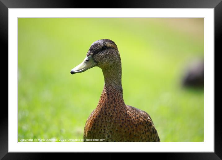 Duck  Framed Mounted Print by Mark ODonnell