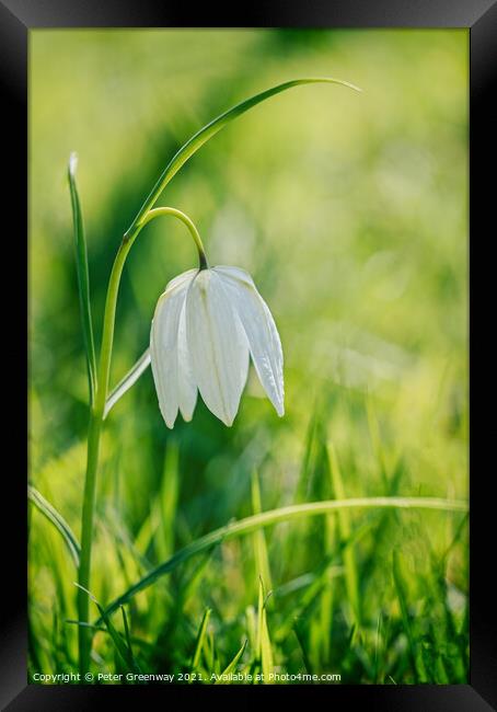 Wild White Meadow Fritillaries Framed Print by Peter Greenway