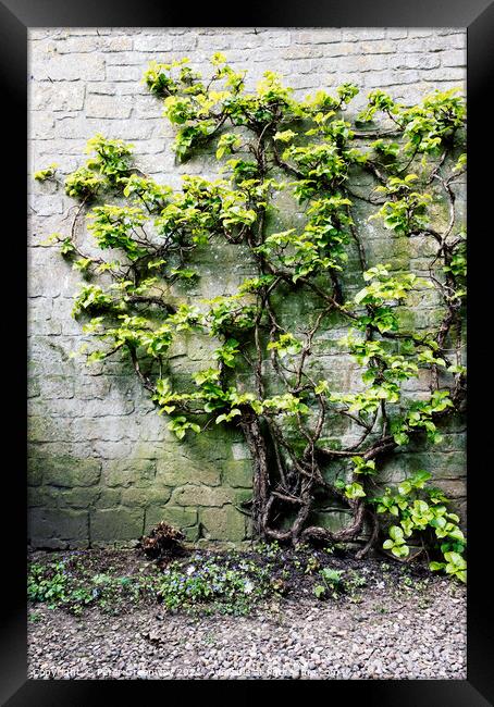 Tree Covered In Foliage Growing Against A Wall In A Courtyard Framed Print by Peter Greenway