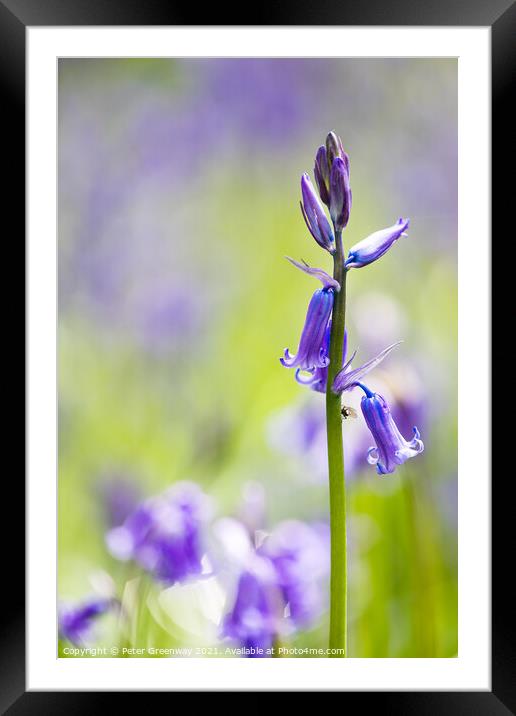 English Spring Bluebells At Vincent's Wood, Freela Framed Mounted Print by Peter Greenway