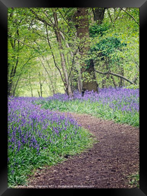 A Winding Path Through St Vincents Bluebell Wood I Framed Print by Peter Greenway