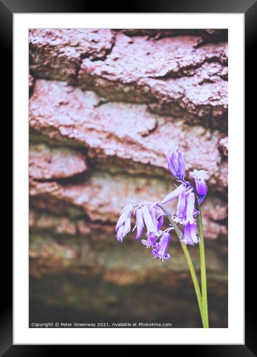 English Spring Bluebells At Vincent's Wood, Freeland, Oxfordshir Framed Mounted Print by Peter Greenway